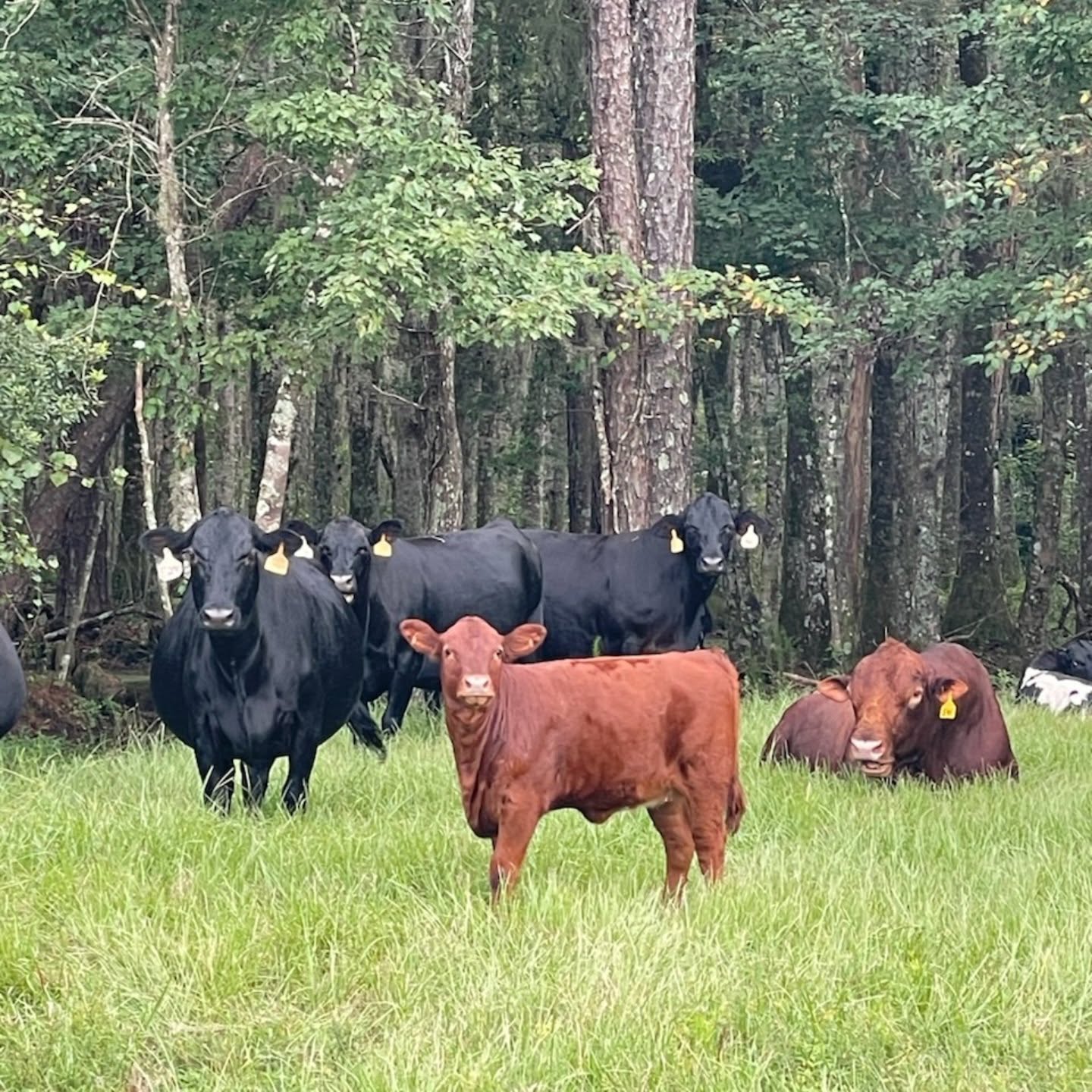 Cattle in field near the tree canopy