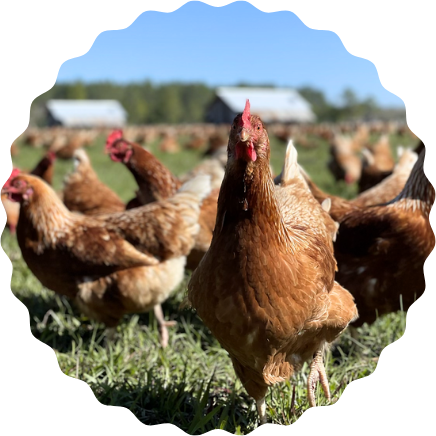 Clover Farms chickens grazing in field