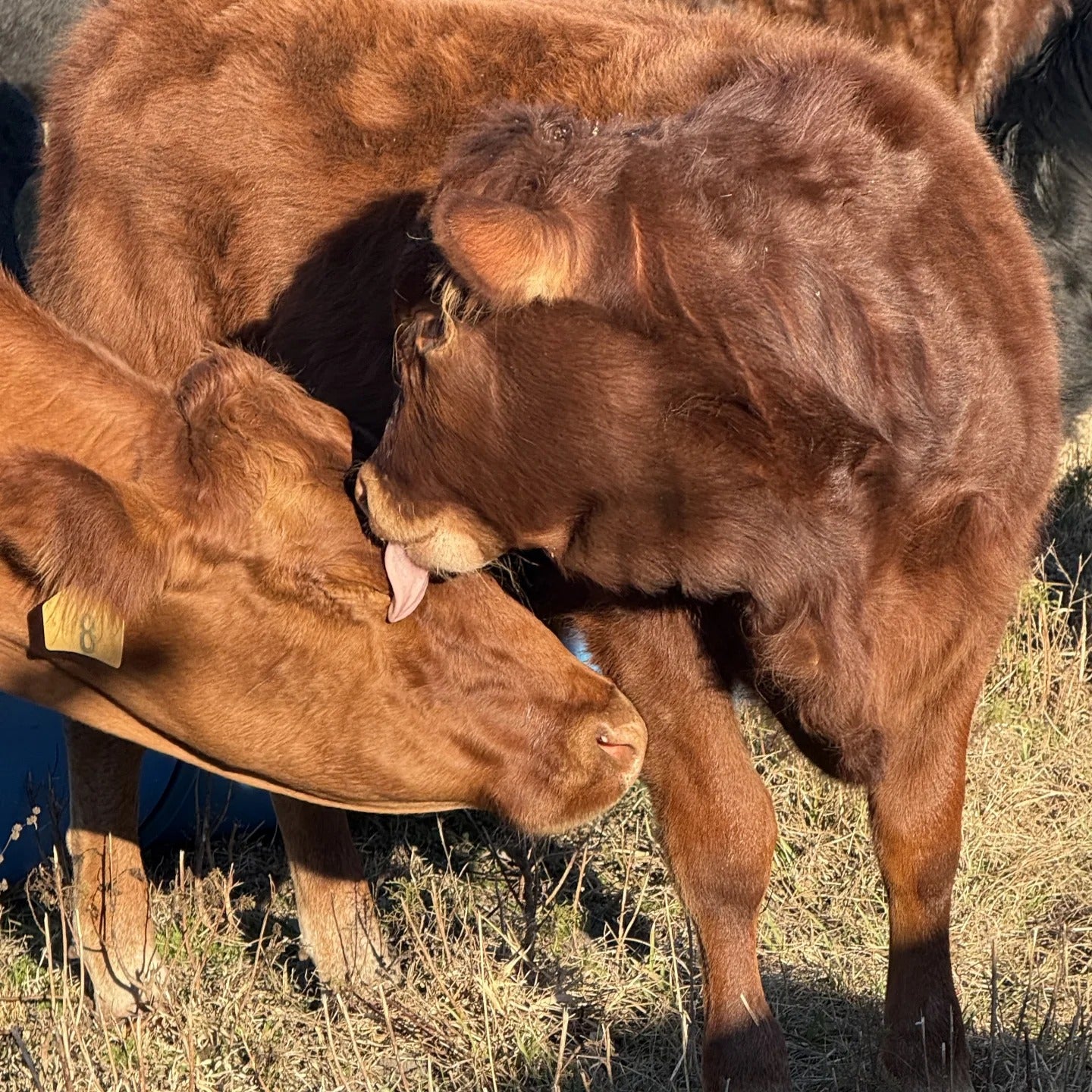 Cow with Calf, Grass-fed and Pasture Raised