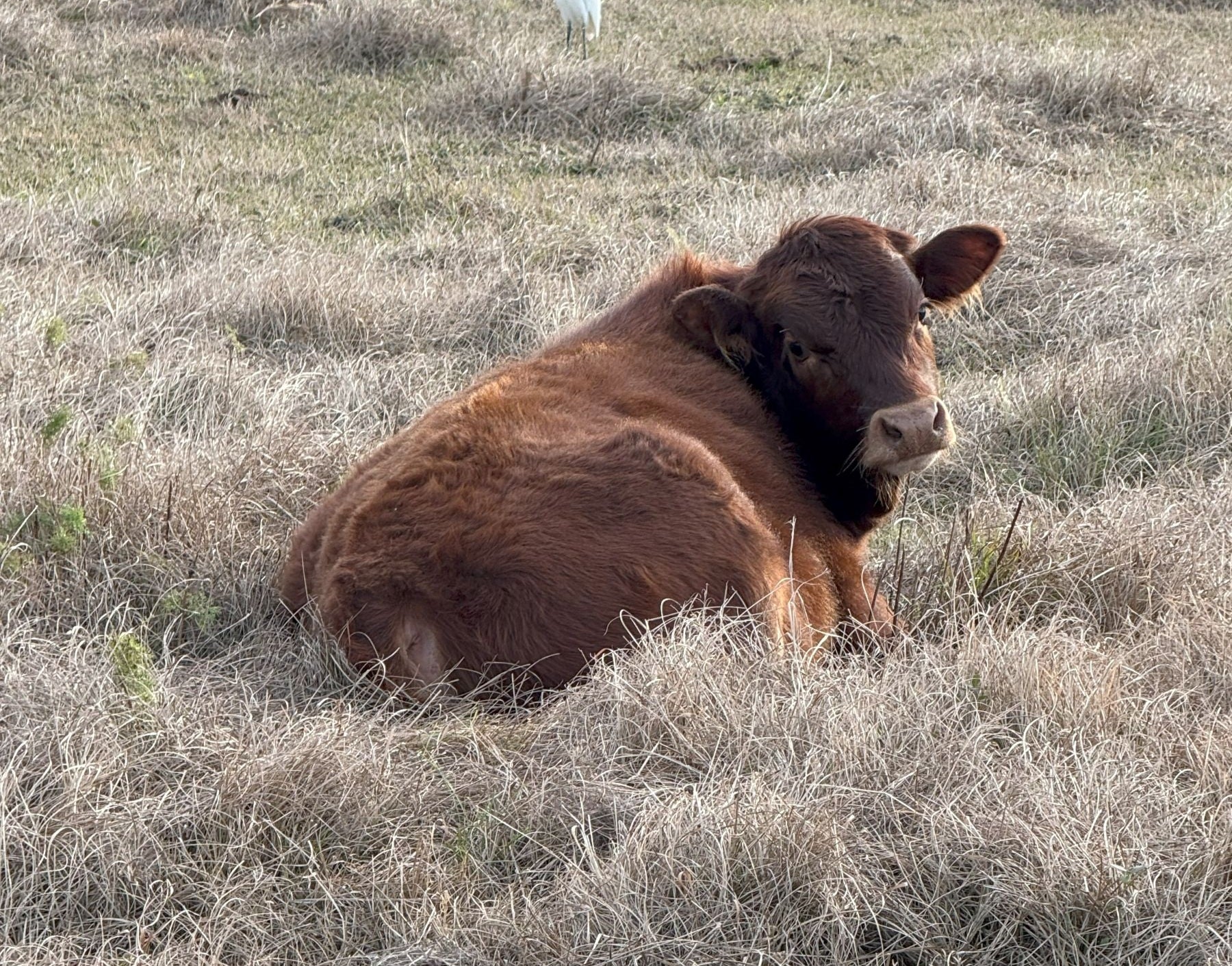 Calf laying in the winter field