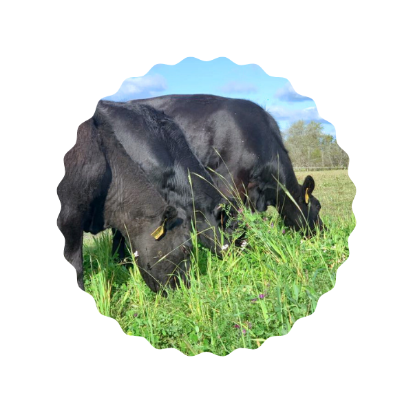 Cows Grazing