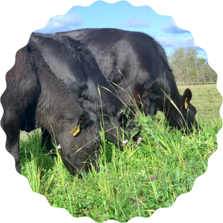 Clover Farms cattle grazing in field