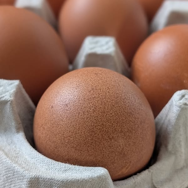Pasture Raised, GMO-Free Eggs