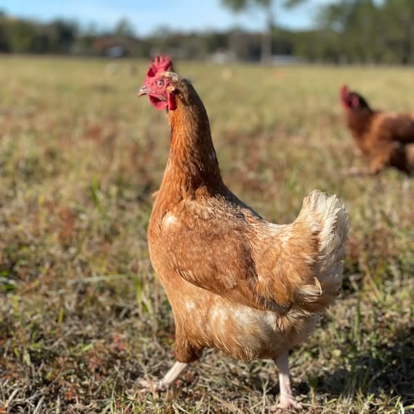 Pullets wandering the fields