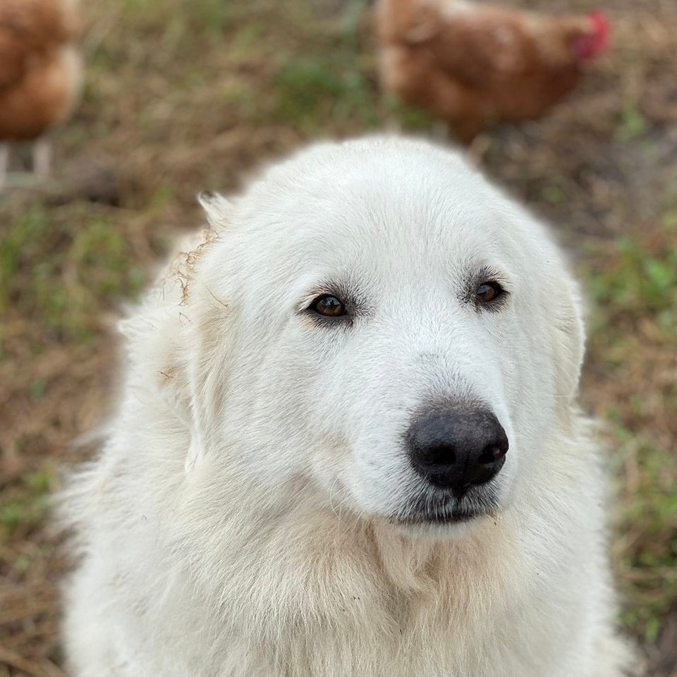 Ruth, our guardian dog