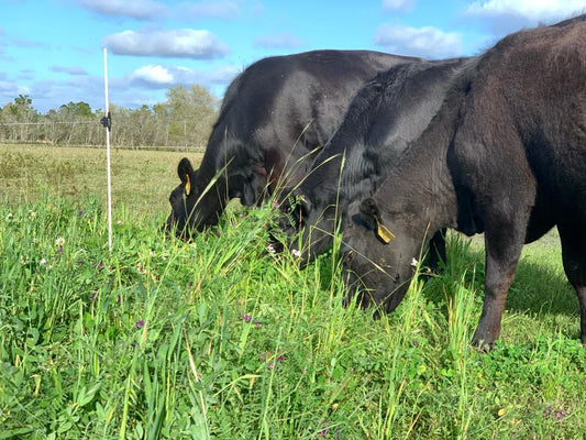 Cattle grazing in Clover Farms field