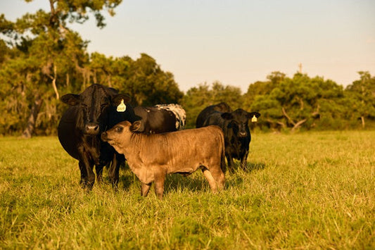 Buying a Beef Share: Whole, Half, or Quarter?