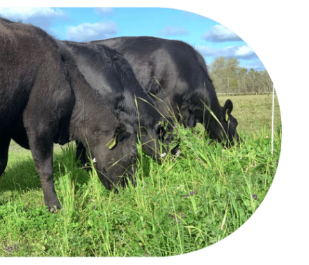 Cattle Grazing in Field