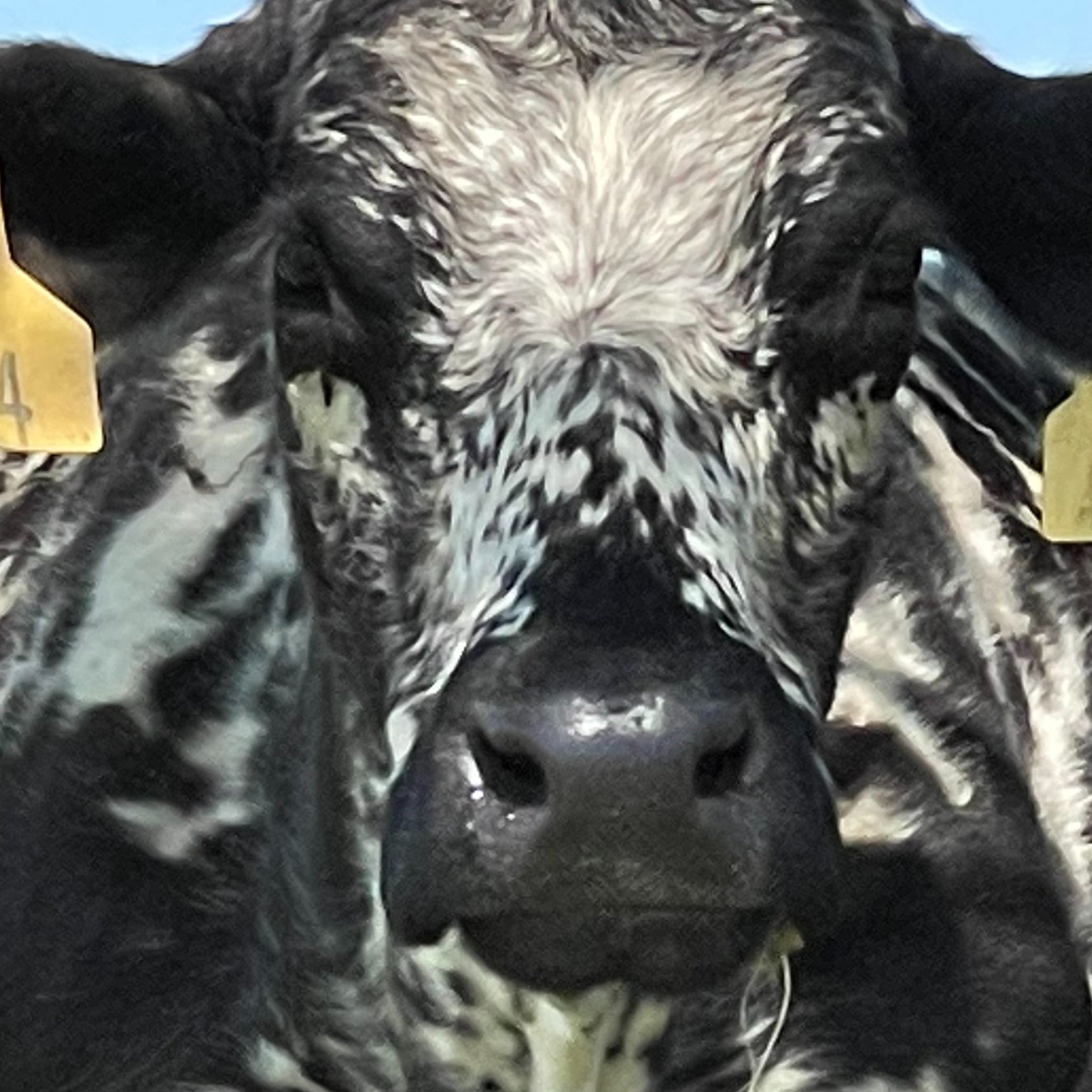 Cow Close Up