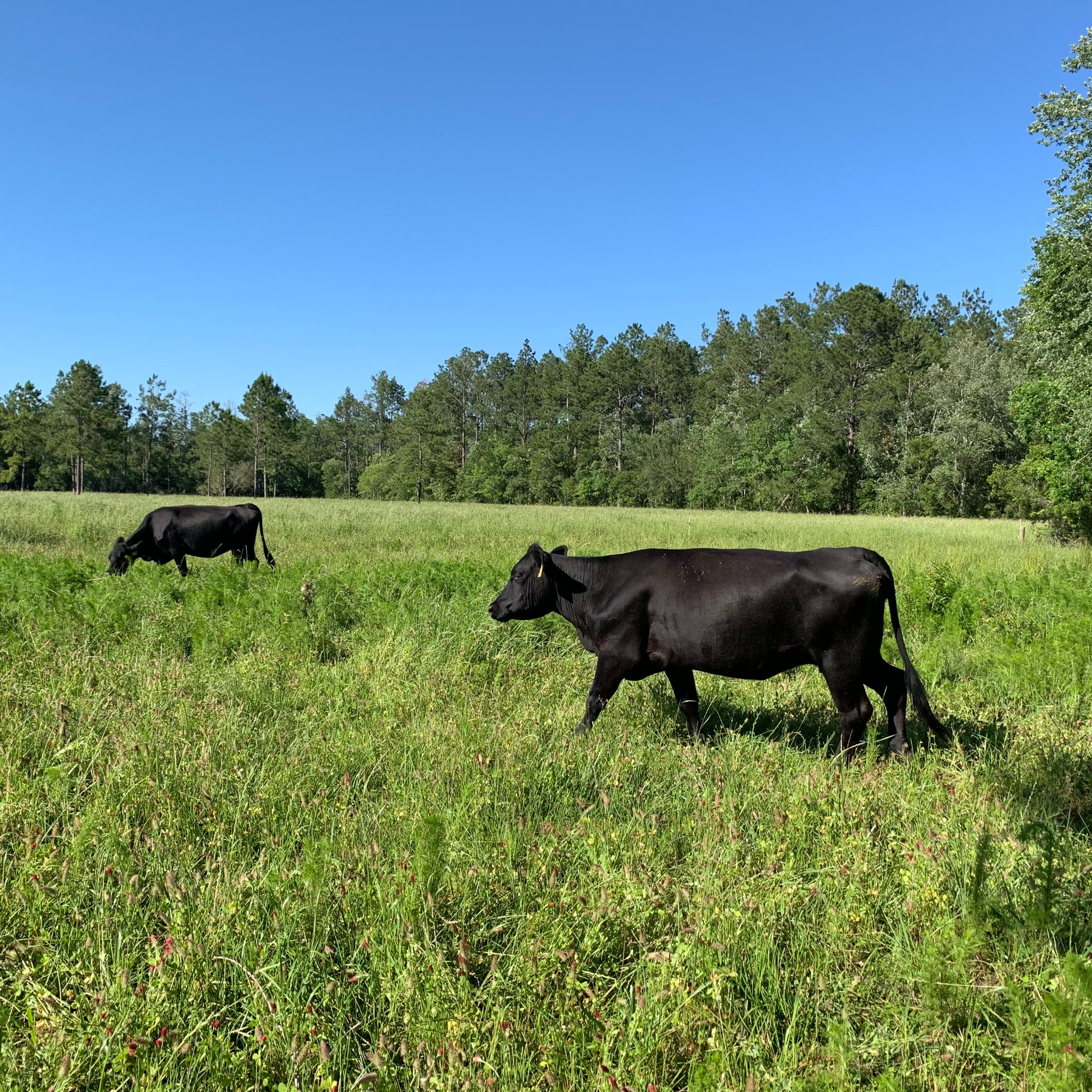 Cows Walking through the Fields