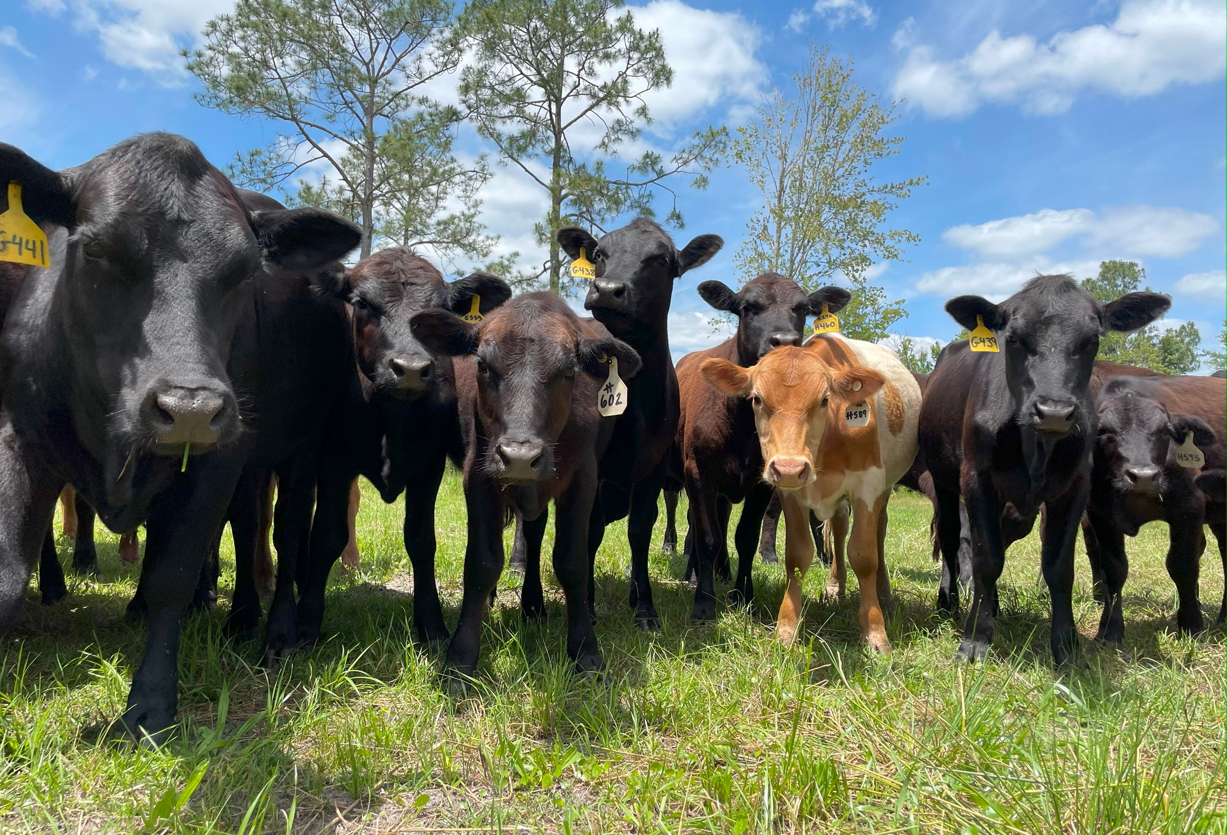 Clover Farms Cows smiling for the camera