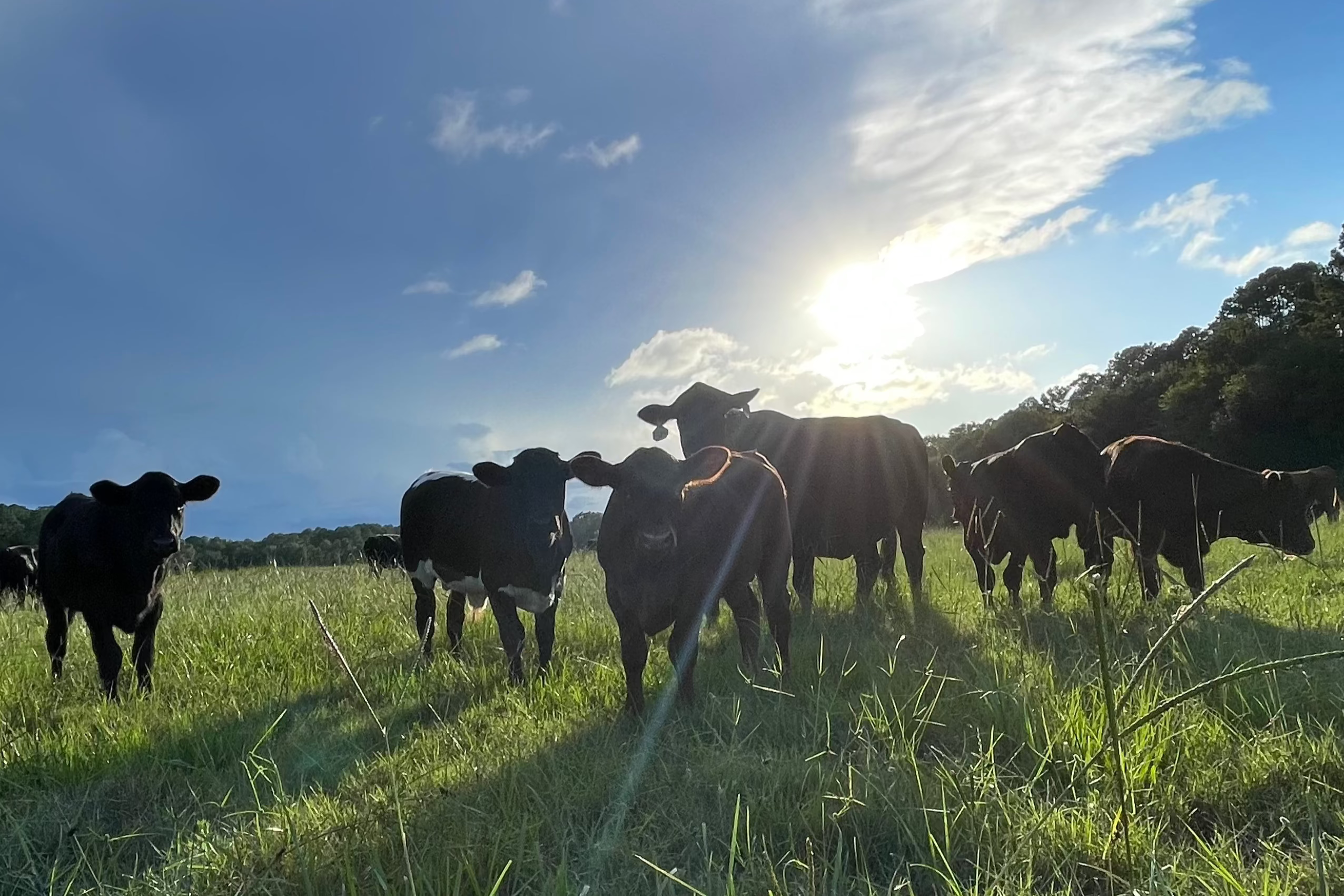 Cows in the Field at Sundown