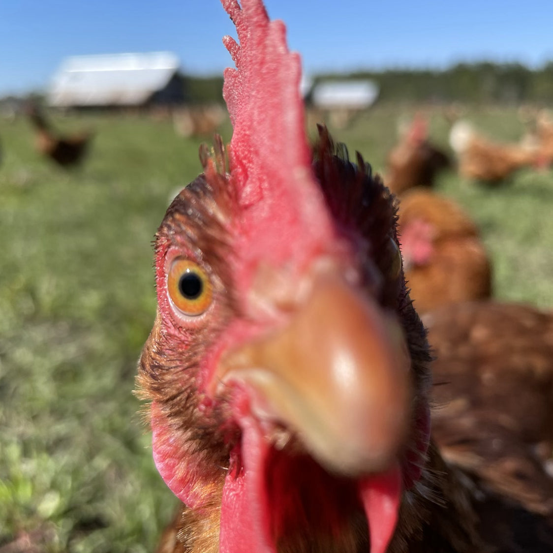 Curious Chicken