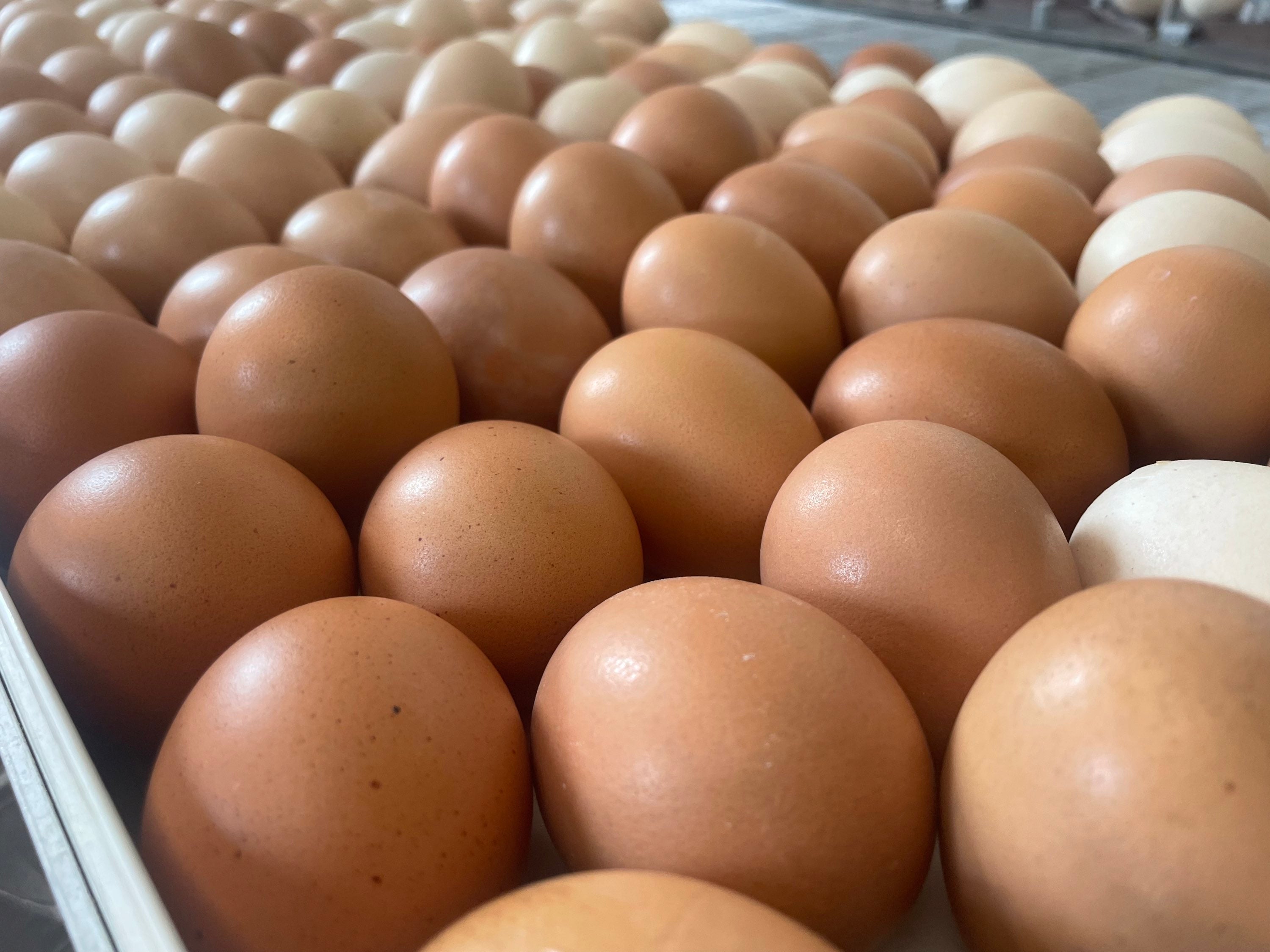 Eggs Getting Washed