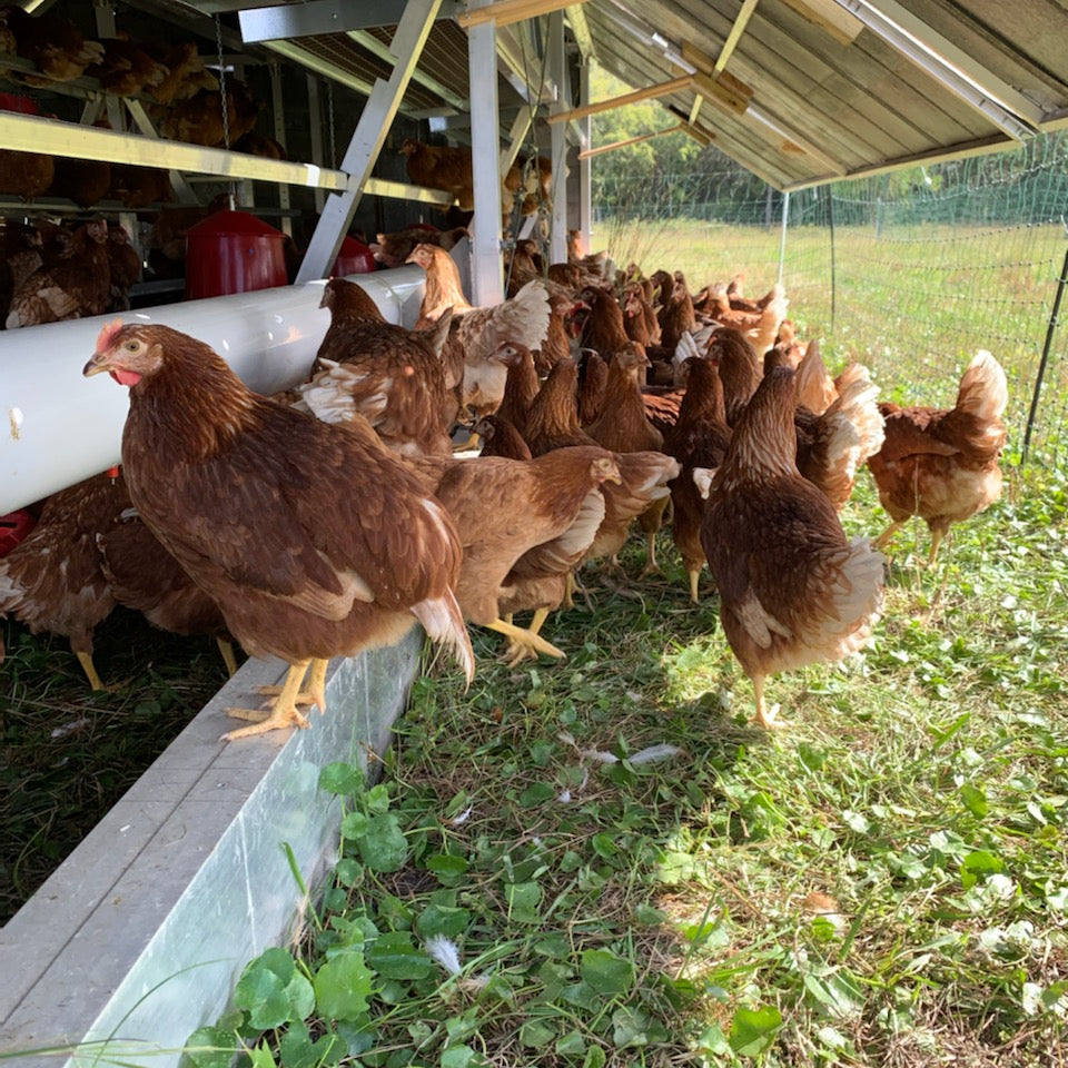 Chickens at their Coop