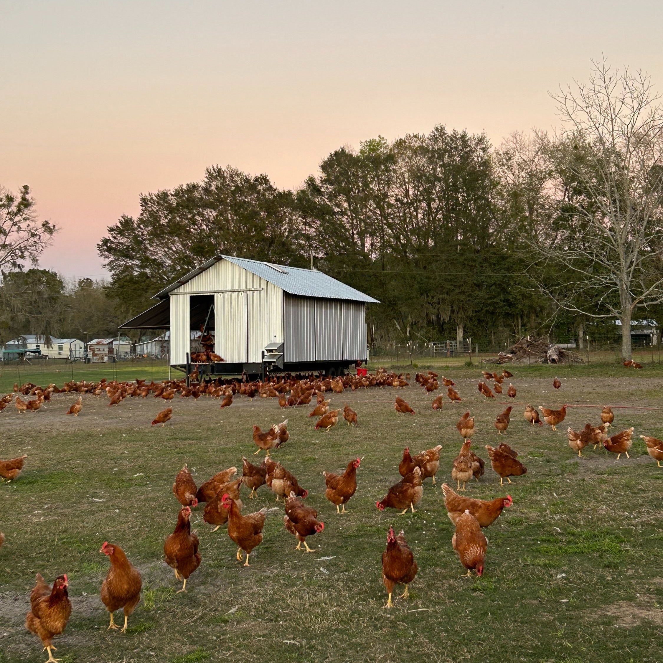 Outdoor Living Chickens