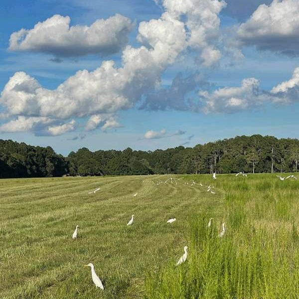 Mowing the Fields